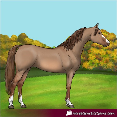 Horse Color:Red Dun