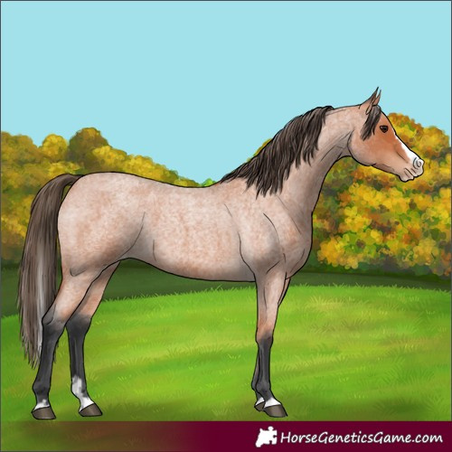 Horse Color:Bay Roan Splash Varnish