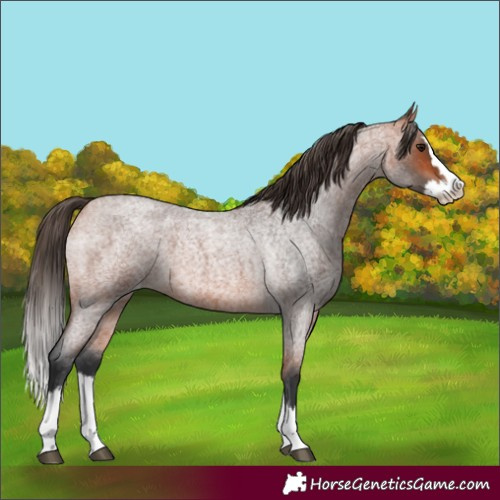 Horse Color:Bay Roan Splash Varnish 