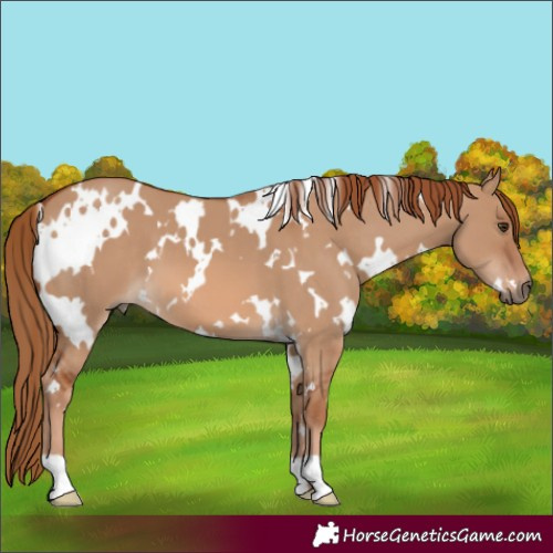 Horse Color:White Spotted Red Dun 