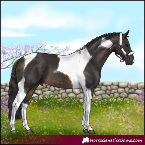 Horse Color:Buckskin Tobiano