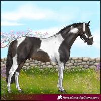 Horse Color:Buckskin Tobiano