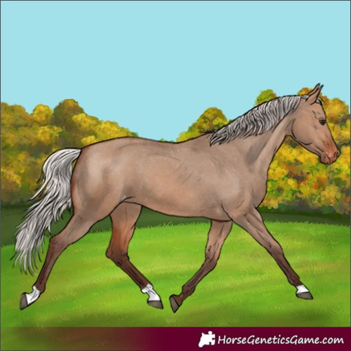 Horse Color:Silver Brown Dun Appaloosa 
