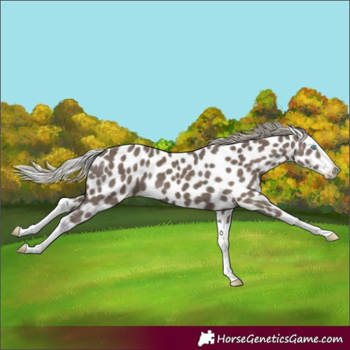 Horse Color:Silver Black Splash Appaloosa 