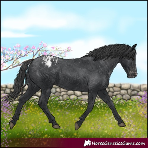 Horse Color:Black Appaloosa Rabicano