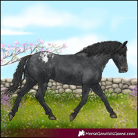 Horse Color:Black Appaloosa Rabicano