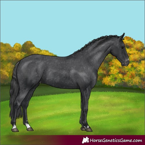 Horse Color:Black Appaloosa Rabicano