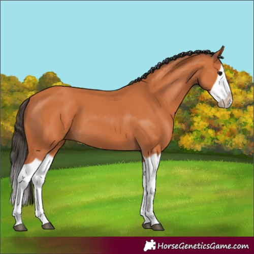 Horse Color:Bay Splash Frame