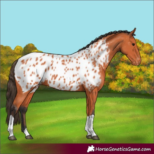 Horse Color:Bay Near Leopard 