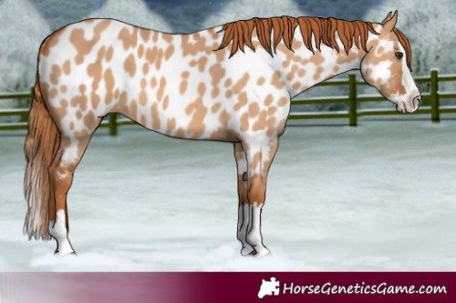 Horse Color:Red Dun Splash Appaloosa 