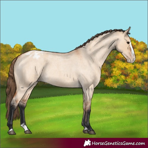 Horse Color:Unknown