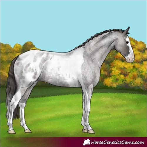 Horse Color:Grullo Roan Splash Tobiano Appaloosa