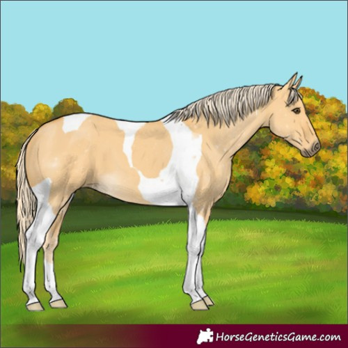 Horse Color:Palomino Dun Tobiano 