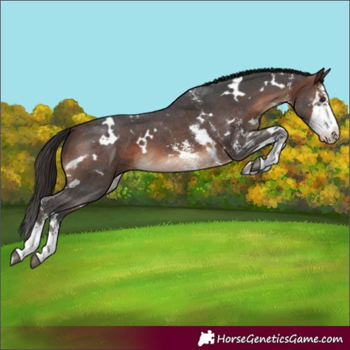 Horse Color:White Spotted Brown Sabino 