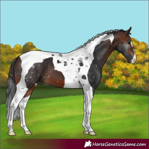 Horse Color:Brown Tobiano 