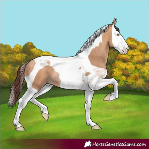Horse Color:Chocolate Amber Champagne Splash Tobiano Rabicano 