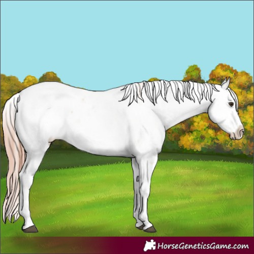 Horse Color:Red Dun Sabino 