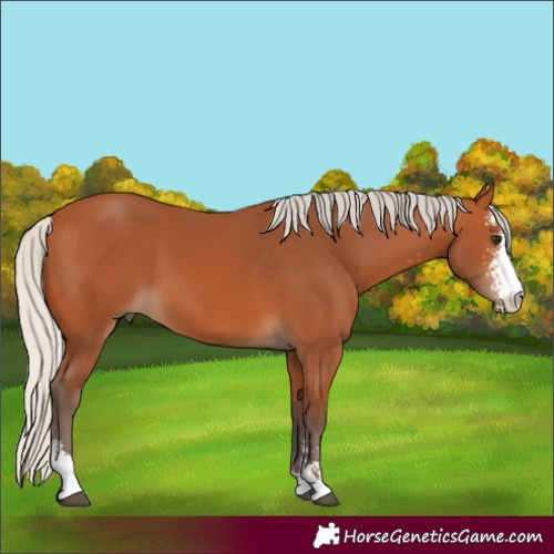 Horse Color:Silver Bay Sabino 