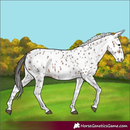 Horse Color:Bay Leopard