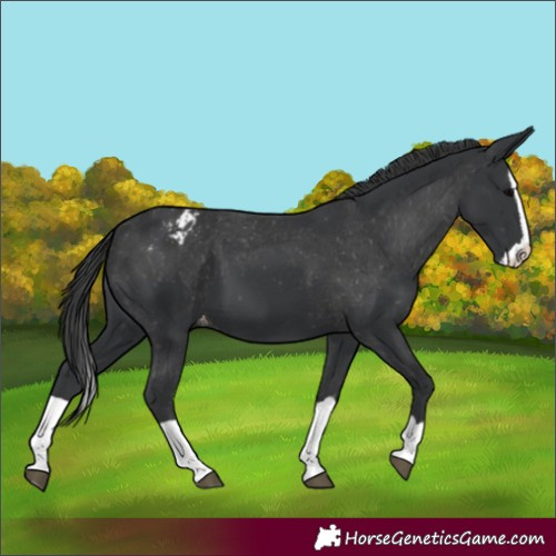 Horse Color:Black Splash Blanket