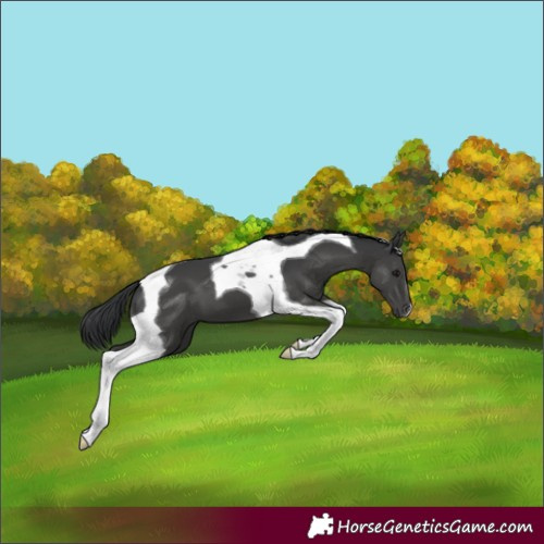 Horse Color:Black Tobiano