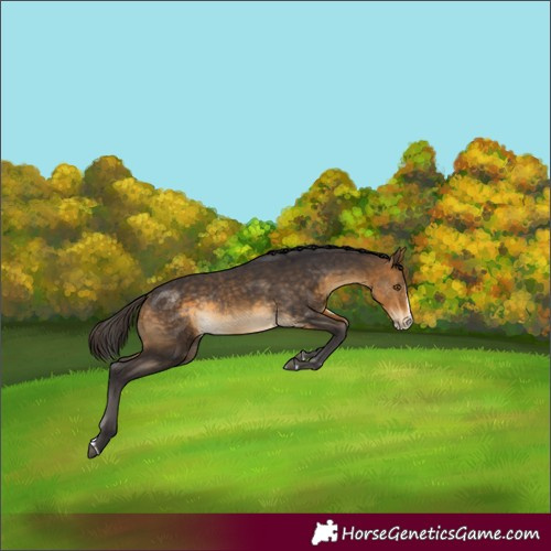 Horse Color:Buckskin Splash Rabicano 