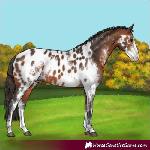 Horse Color:Bay Sabino Near Leopard Rabicano