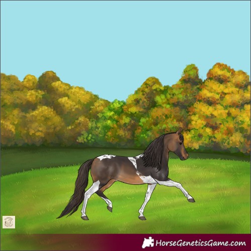 Horse Color:Buckskin Tobiano 
