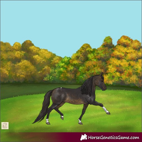 Horse Color:Buckskin Tobiano 
