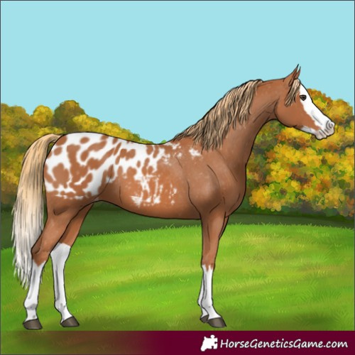 Horse Color:Chestnut Splash Blanket