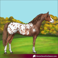 Horse Color:Chestnut Splash Near Leopard