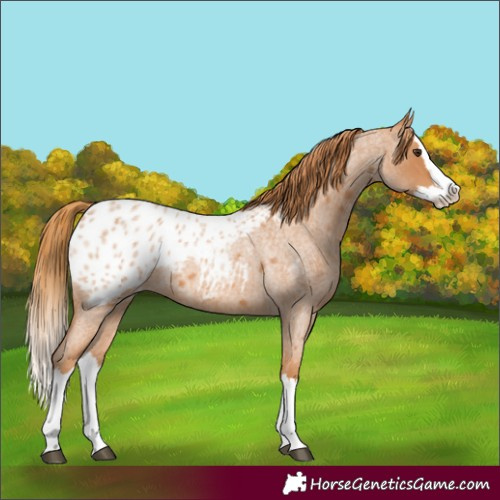 Horse Color:Red Roan Splash Blanket 