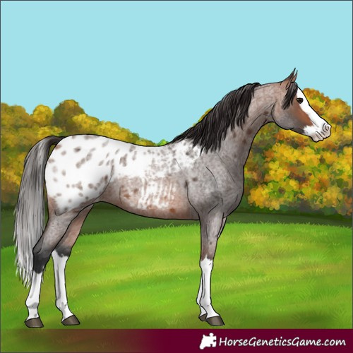 Horse Color:Bay Roan Splash Blanket 
