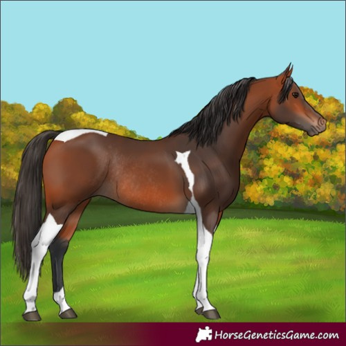 Horse Color:Bay Tobiano Rabicano