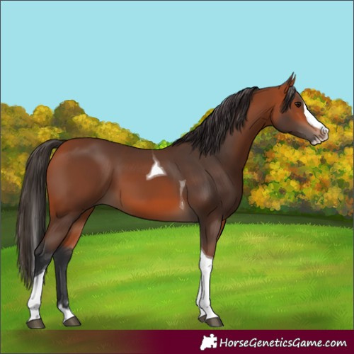 Horse Color:Bay Splash Tobiano