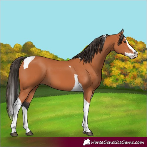 Horse Color:Bay Splash Tobiano 