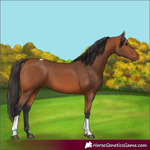 Horse Color:Bay Tobiano Rabicano