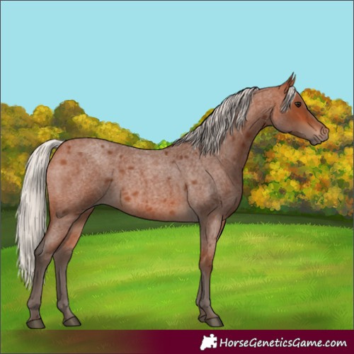 Horse Color:Silver Bay Roan