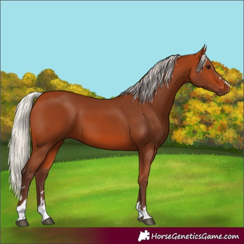 Horse Color:Silver Bay 