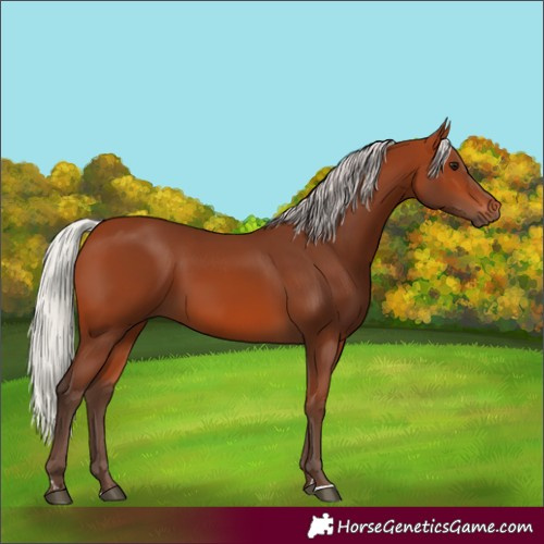 Horse Color:Silver Bay 