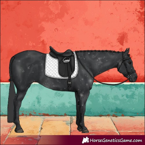 Horse Color:Black 