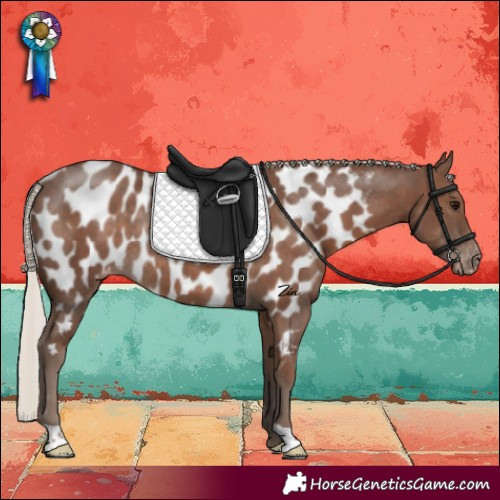 Horse Color:Silver Black Appaloosa Rabicano 