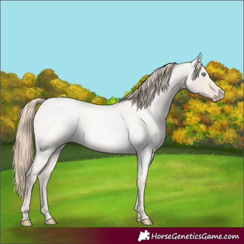 Horse Color:Smoky Creme Roan Dun