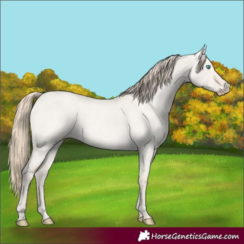 Horse Color:Smoky Creme Roan Dun