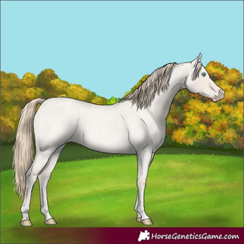 Horse Color:Smoky Creme Roan Dun