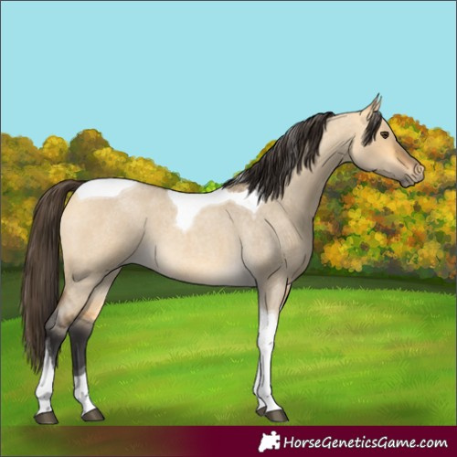 Horse Color:Buckskin Roan Dun Tobiano 