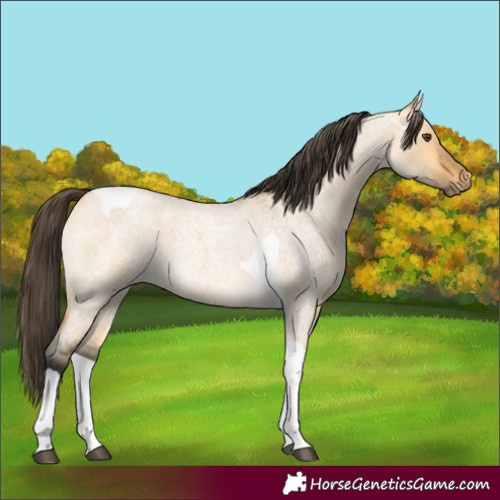 Horse Color:Buckskin Roan Dun Tobiano 