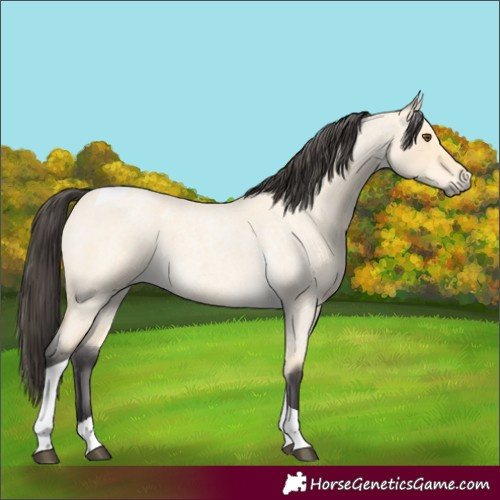 Horse Color:Buckskin Roan Dun Tobiano