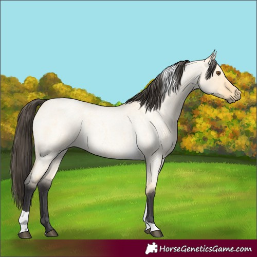 Horse Color:Buckskin Roan Dun Tobiano