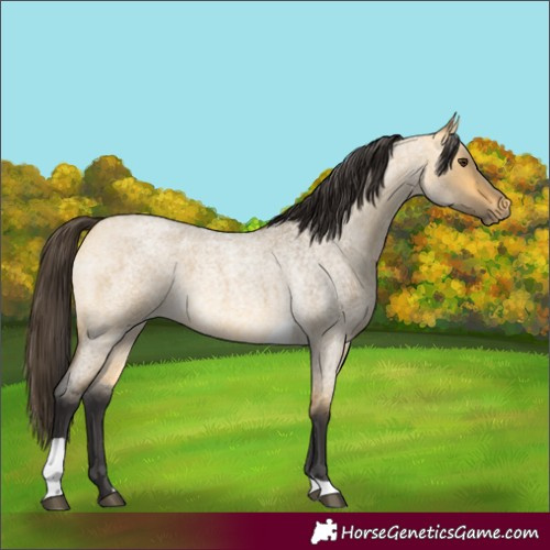 Horse Color:Buckskin Roan Dun Tobiano